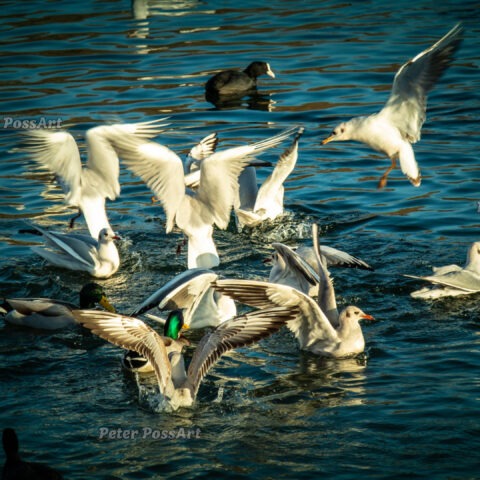 Die Geschichte von den Enten und Möwen am See Teil 3/3